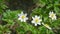 Small yellow and white flowers