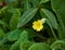 Small Yellow Wildflower with Five Heart Shaped Petals