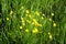 Small yellow wildflowers. Lush field vegetation. Nature