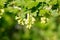 Small yellowish flowers in nature