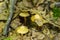 A Small Yellowish Mushrooms Emerging From the Forest Floor