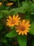 small yellowish orange sunflowers