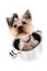 Small yorkie dog in the pot