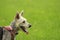 Small Yorkie poodle mix on a harness in the grass, room for copy space