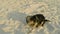 A Small Yorkshire Dog Playing on the Sand.