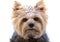 Small Yorkshire Terrier