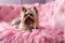 Small Yorkshire Terrier dog with long fur lying on pink couch. Generative AI