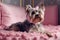 Small Yorkshire Terrier dog with long fur and ribbon lying on pink couch.