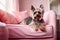 Small Yorkshire Terrier dog with long fur and ribbon lying on pink couch.