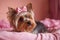 Small Yorkshire Terrier dog with long fur and ribbon lying on pink couch. Generative AI