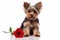 Small Yorkshire Terrier dog with red rose on white background