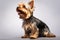 A small yorkshire terrier dog sitting on top of a table