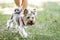 A small Yorkshire Terrier dog on a walk with its owner at summer day