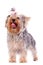 Small yorkshire terrier licking its nose
