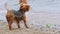 Small Yorkshire terrier on a sandy beach