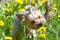 Small yorkshire terrier smelling flower on walk