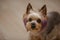 Small Yorkshire Terrier with a stylish haircut from groomers. The puppy has purple hair. Color dog
