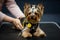 Small Yorkshire Terrier in yellow tag and black harness with white bow, being held