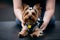 Small Yorkshire Terrier in yellow tag and black harness with white bow, being held