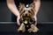 Small Yorkshire Terrier in yellow tag and black harness with white bow, being held