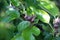 Small young apples growing on a tree