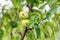 Small young apples growing on the tree. Unripe green fruits hanging on a branch of appletree in the garden in summer