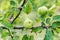 Small young apples growing on the tree. Unripe green fruits hanging on a branch of appletree in the garden in summer