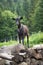 Small young black goat standing on a pile of wood