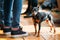 Small Young Black Miniature Pinscher Pincher dog