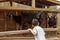 Small young boy is looking at the goats over the fence