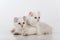 Small and Young Bright White Sad American Curl Cats Couple Sitting on the white table. White Background.