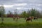 Small young bulls Yakut cows eat grass in a wild swamp in the Northern forests.