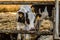 Small young calf in the farming barn. Industrial agricultural dairy farm.