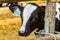 Small young calf in the farming barn. Industrial agricultural dairy farm.