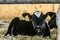 Small young calf lies in the farming barn. Industrial agricultural dairy farm.