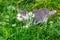 A small young cat walks on the grass in the garden. Cat in the thick grass