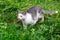 A small young cat walks on the grass in the garden. Cat in the thick grass