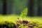 Small young conifer growing in the forest close up