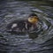 A small young duckling swims in the water