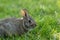 Small young Eastern Cottontail Rabbit in green grass with soft dappled sunlight