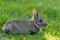 Small young Eastern Cottontail Rabbit in green grass with soft dappled sunlight