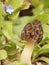 A small, young edible mushroom Morchella semilibera, commonly called the half-free morel.