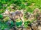 Small young european horned baby chamois mountain goat standing on a rock portrait close up