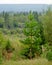 A small young fir tree grows on the background of the panorama of the Yakut Northern taiga