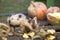 Small young funny dirty pink and black pig piglet feeding outdoors on sunny farmyard on background of pile of big pumpkins. Sow