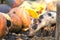 Small young funny dirty pink and black pig piglet feeding outdoors on sunny farmyard on background of pile of big pumpkins. Sow