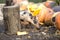 Small young funny dirty pink and black pig piglet feeding outdoors on sunny farmyard on background of pile of big pumpkins. Sow