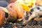 Small young funny dirty pink and black pig piglet feeding outdoors on sunny farmyard on background of pile of big pumpkins. Sow