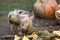 Small young funny dirty pink and black pig piglet feeding outdoors on sunny farmyard on background of pile of big pumpkins. Sow