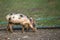 Small young funny dirty pink and black pig piglet standing outdoors on sunny farmyard. Sow farming, natural food production